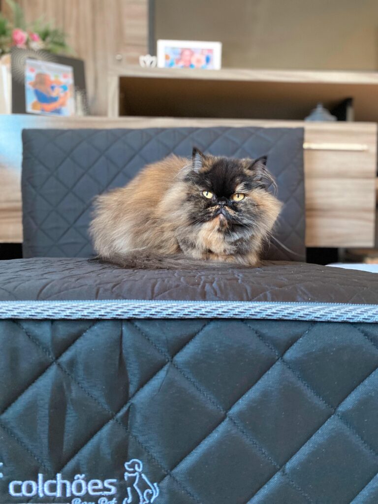 cama box pet com gato deitado