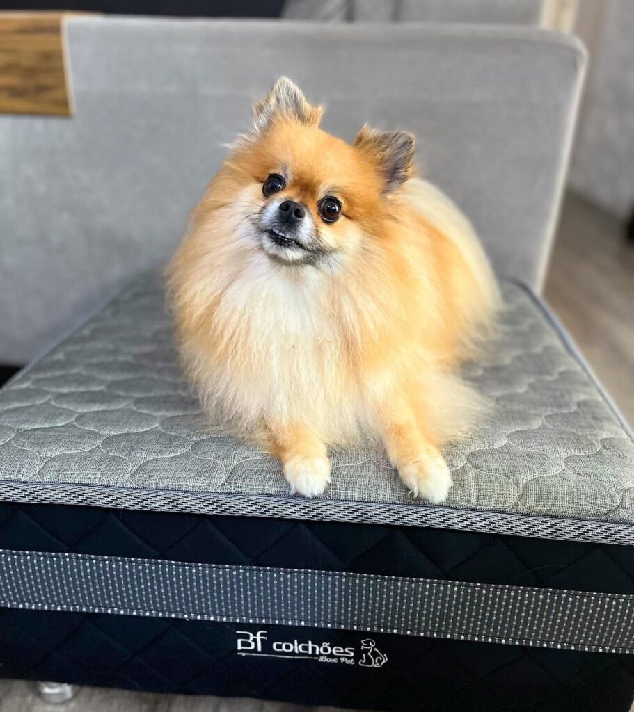 cama box pet com cachorro lulu da Pomerânia deitado
